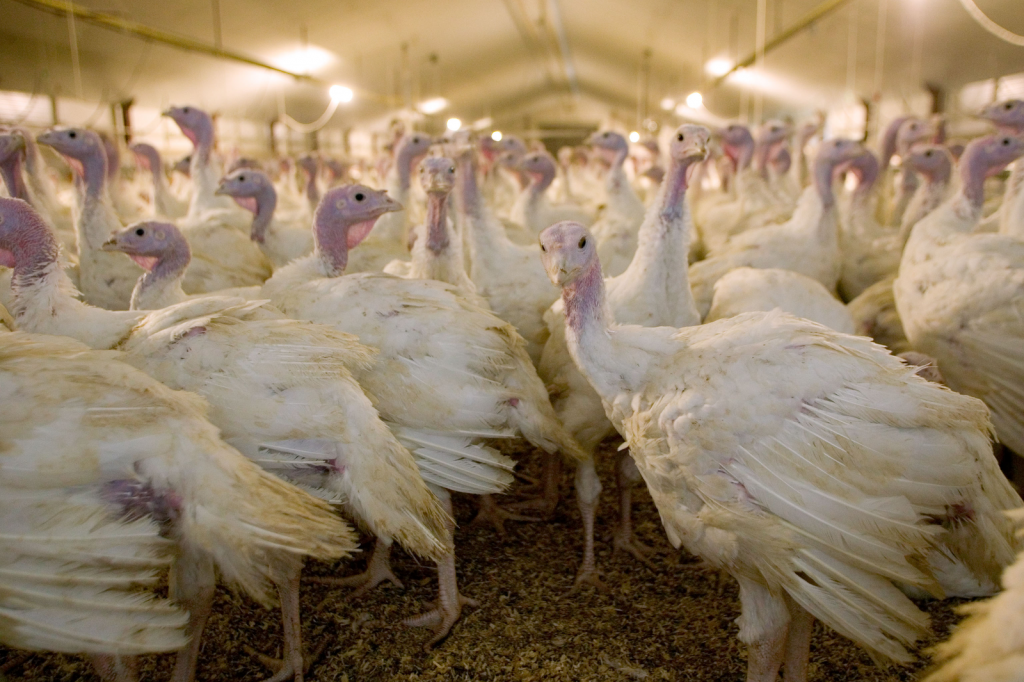 Missouri avian flu