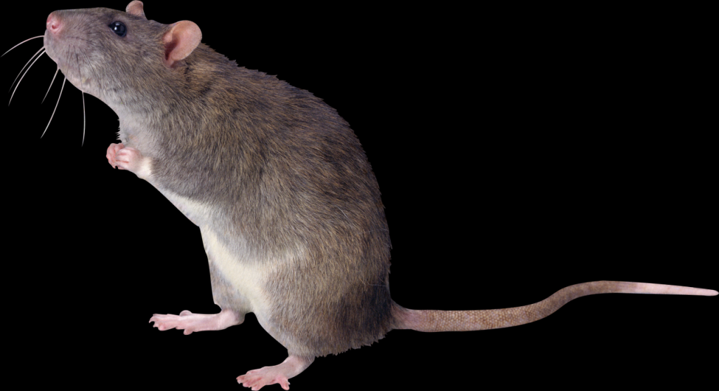 Mice mouse animal rat rodent transparent 1250 keywords 1265 resolution format pluspng