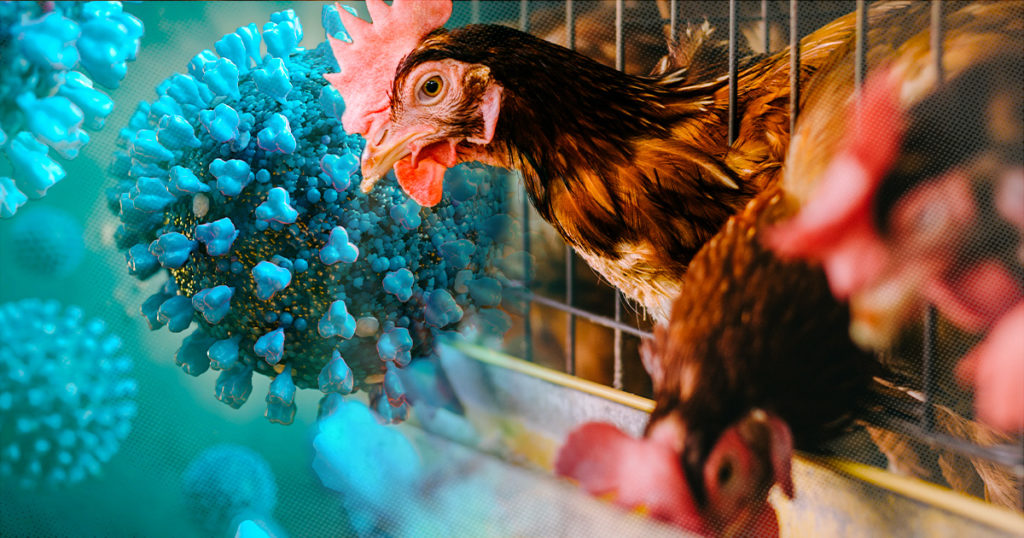Avian flu mississippi extension larger click