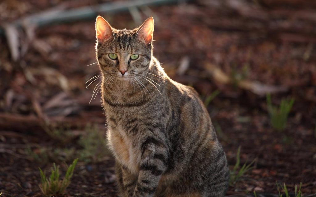 Cat feral cats australia hunting native tumblr county species rabies wild white targets monster wyckoff bergen positive extinction tests endangered