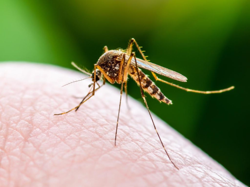 Mosquito virus newcastle