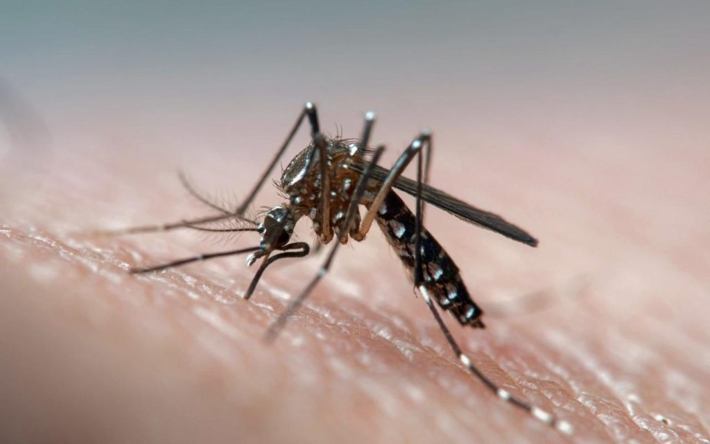 Mosquito disease borne zika virus diseases mosquitoes year infographic humans every malaria insect take nile illnesses west health stop many