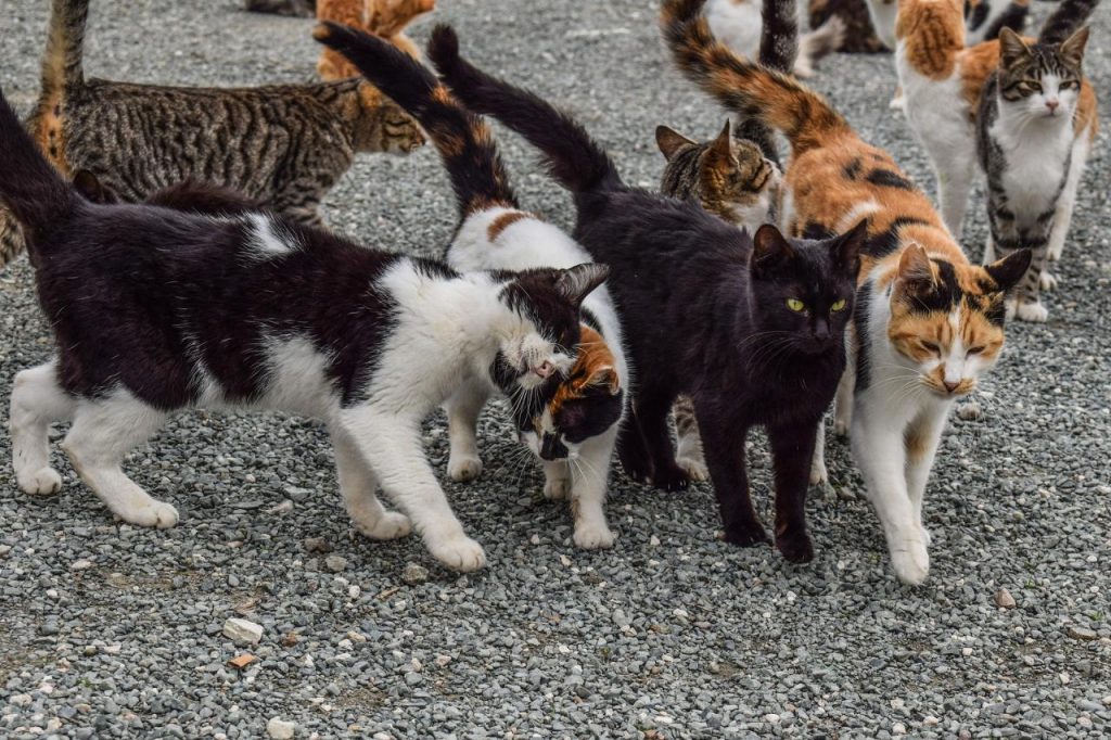 Feral