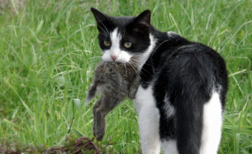 Feral cats
