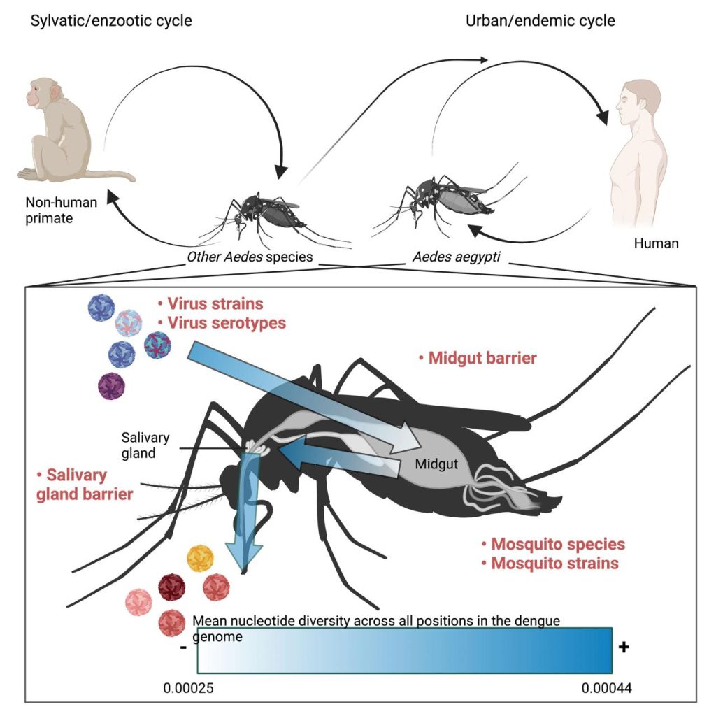 Chikungunya mosquito aedes dengue blood mosquitoes aegypti moustique insects yellow mosquitos bugs effective repellent