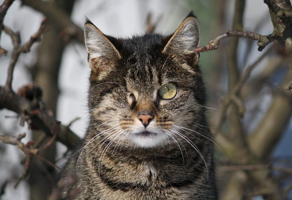 Feral cats