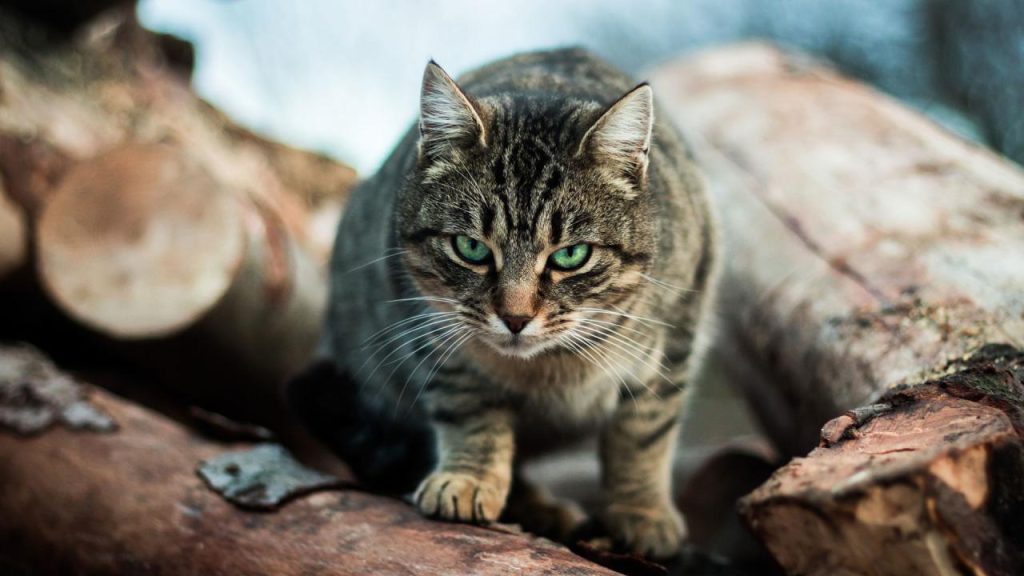 Feral frontier britannica shannon paw howls purrs basner
