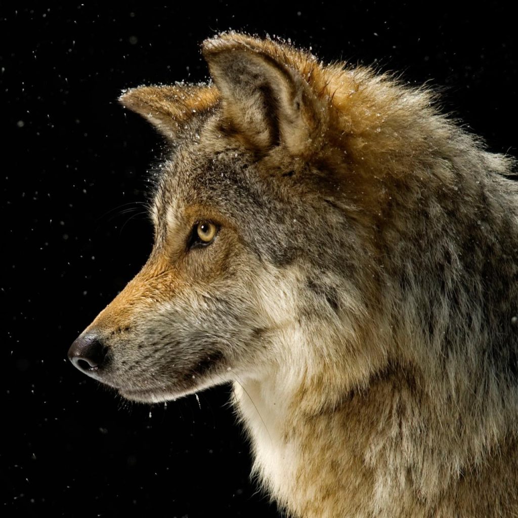 Wolves howl britannica howling jupiterimages mountain organizations source