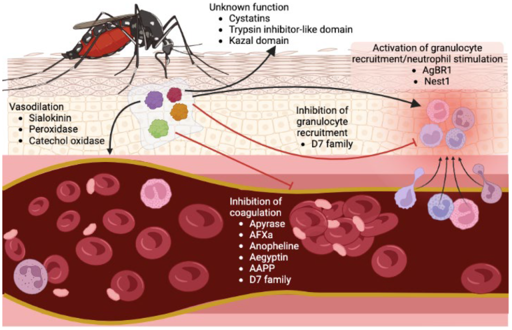 Mosquito virus new england